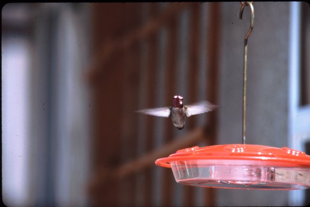 annashummingbirdrescueca.jpg