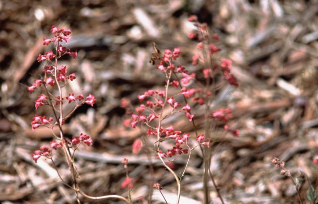 coralbells.jpg