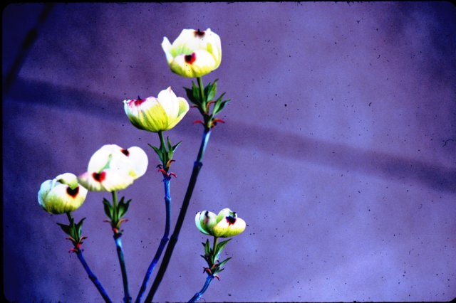 floweringdogwooddarkscan.jpg