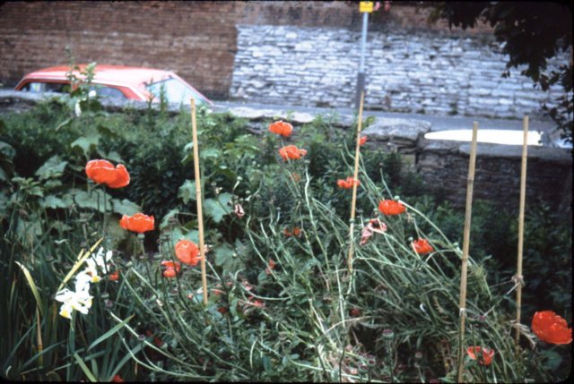 roadsidepoppies.jpg