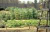 workinggarden_small.jpg