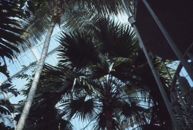 palmfronds.jpg