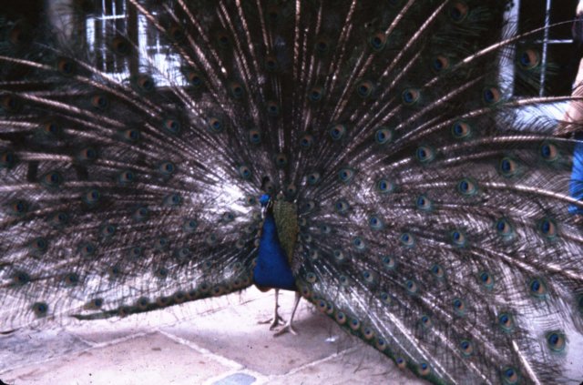 peacock.jpg