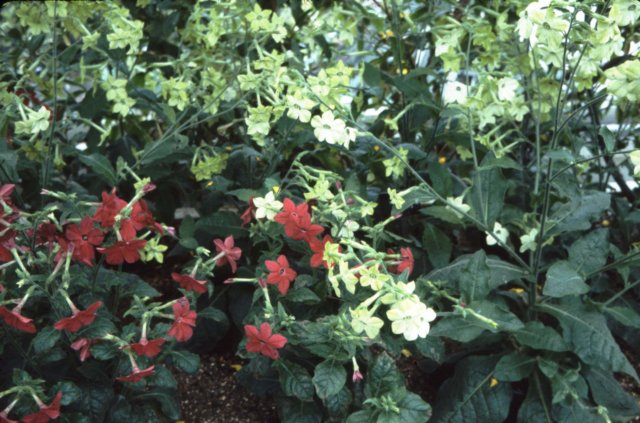 redflowers.jpg