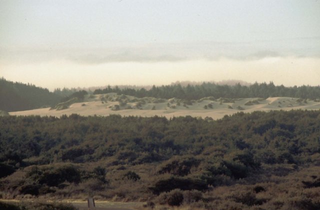 dunes2.jpg