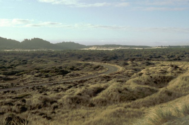 dunes6.jpg